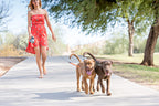 Two dogs walking with a dual leash, showing split leads attached to the handler