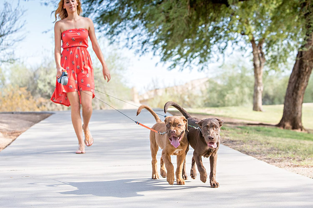 Two dogs walking with a dual leash, showing split leads attached to the handler