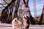 Two dogs walking with dual leash handle and two connected lead straps